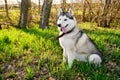 Husky dog with different blue and brown eyes is sitting in Park on green grass in morning with bright sun Royalty Free Stock Photo