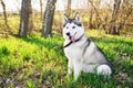 Husky dog with different blue and brown eyes is sitting in Park on green grass in morning with bright sun Royalty Free Stock Photo