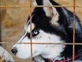 Husky Dog with different eyes. Black and white . Brown and blue eyes Royalty Free Stock Photo