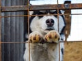 Husky Dog with different . Black and white husky. Brown and blue eyes Royalty Free Stock Photo