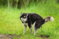 husky dog does poo at park Royalty Free Stock Photo