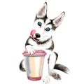 The Husky dog drinks coffee from a pink glass. cute puppy. Isolated Royalty Free Stock Photo