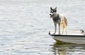 THE DOG ON THE LITTLE BOAT