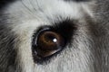 Husky dog eye closeup hazel