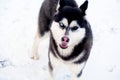 Husky dog with eyes of different colors