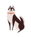 Husky dog flat vector illustration. Cute pet, domestic pedigree puppy. Animal care, dogginess concept. Malamute breed