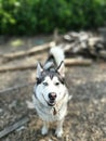 Husky dog forest walk Royalty Free Stock Photo