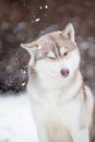 Husky dog funny shakes off the snow