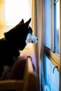 Husky gazing out the window