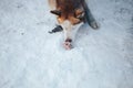 Husky dog gnawing bone. Siberian Husky red and white color Royalty Free Stock Photo