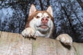 Husky dog growls from behind the fence. Vicious dog restrained by wooden fence