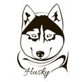 Husky dog head