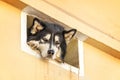 Husky dog head at a window