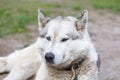 Husky dog with heterochromatic eyes Royalty Free Stock Photo