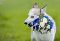 Husky dog holding wedding bouquet