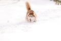 Husky dog jumping in a snowdrift