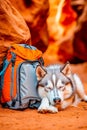 A husky dog laying on the ground next to a backpack Royalty Free Stock Photo