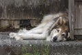 Husky dog laying by the house. Royalty Free Stock Photo