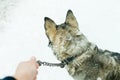 Husky dog leash Royalty Free Stock Photo