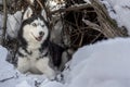 Husky dog lie on snow. Siberian husky dog with blue eyes in winter forest lurking in the lair. Royalty Free Stock Photo