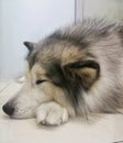 husky dog lies with closed eyes, resting Royalty Free Stock Photo