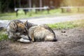 A husky dog lies curled up in the middle of a forest path Royalty Free Stock Photo