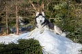 Husky dog lies on big pile of snow in sunny day