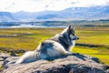 Husky Dog looking towards beautiful green landscape and valley in summer Helgafell Iceland