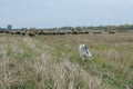 Husky dog looks at the rams