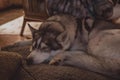 Husky dog lounging in a small bed Royalty Free Stock Photo