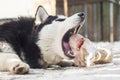 Husky dog lying on a ground outdoors and eating huge bone. Cute dog with a bone Royalty Free Stock Photo