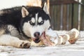 Husky dog lying on a ground outdoors and eating huge bone. Cute dog with a bone Royalty Free Stock Photo