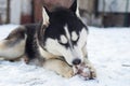 Husky dog lying on a ground outdoors and eating huge bone. Cute dog with a bone Royalty Free Stock Photo