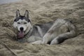 Husky dog lying in the hot sand Royalty Free Stock Photo
