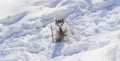 Husky Dog Lying in White Snow Royalty Free Stock Photo
