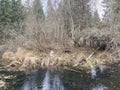 Husky dog near a lake in the forest Royalty Free Stock Photo