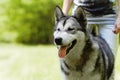 Husky dog, person and playing in park for walking, training or bonding together in summer sunshine. Pet, puppy and owner