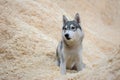 Husky dog on a pile of wood shavings