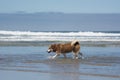 Husky Dog Playing at the Beach Royalty Free Stock Photo