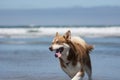 Husky Dog Playing at San Diego Dog Beach California Royalty Free Stock Photo