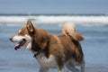 Husky Dog Playing Fetch at San Diego Dog Beach California Royalty Free Stock Photo