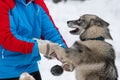 Husky dog playing with girl. Winter outdoor walking. Happy woman with pets. - Reshetiha, Russia - 02.02.2019 Royalty Free Stock Photo