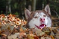 Husky dog plays and hides in pile of yellow leaves. Autumn Sunny day in the Park.