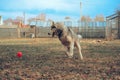 The husky dog plays with a rubber ball. Blue azure sky. Good attitude with animals. A place to play with dogs Royalty Free Stock Photo