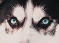 husky dog portrait close up on blue eyes Royalty Free Stock Photo