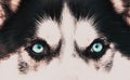 husky dog portrait close up on blue eyes Royalty Free Stock Photo