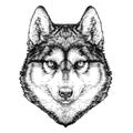 Husky Dog portrait. Vector Illustration. Realistic drawing