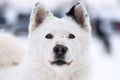Husky dog portrait, winter snowy background. Funny kind pet on walking before sled dog training