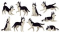 Husky dog poses. Cartoon running, sitting and jumping dogs. Active huskies animal characters isolated vector set