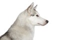 Husky dog profile portrait